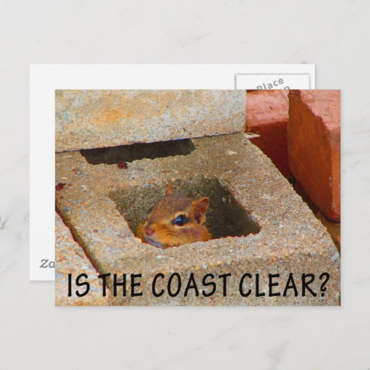 Hiding Squirrel Briefkaart (Voorkant / Achterkant)