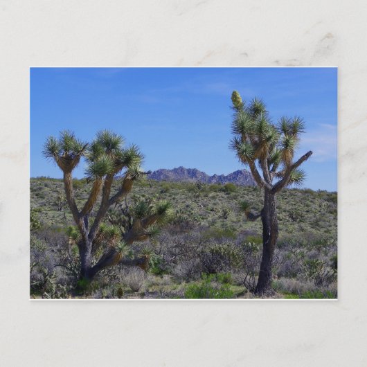 Hier is Johnny... Briefkaart (Voorkant)