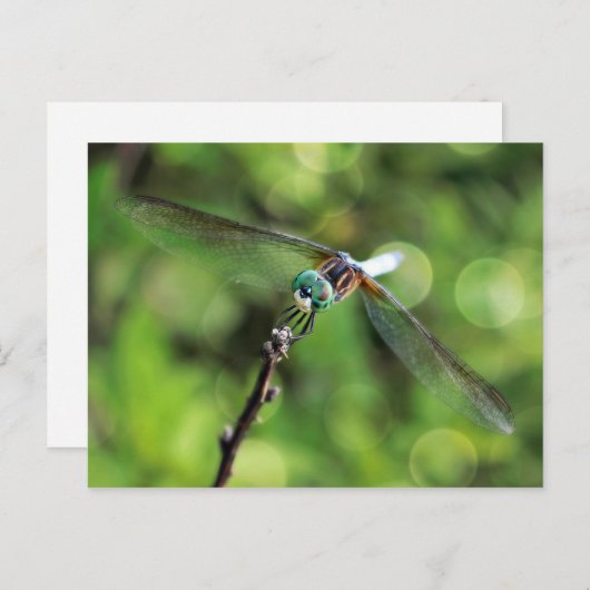 Hier zie je je Dragonfly Briefkaart (Voorkant / Achterkant)