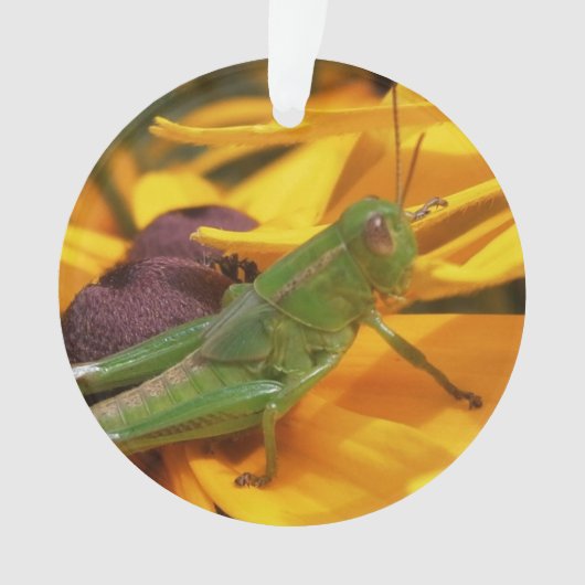 Hier zie je je — sprinkhaan ornament (voorkant)
