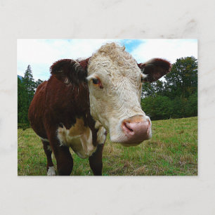 High Def Hereford Briefkaart