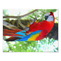 High-definition fotografie Scarlet Macaw