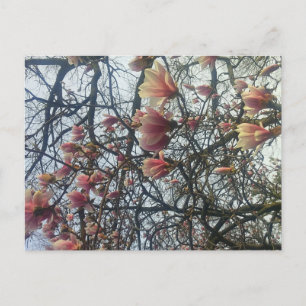 High Park, Toronto Ontario Cherry Blossom 2016 Briefkaart