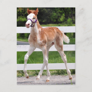 High Steppin Briefkaart