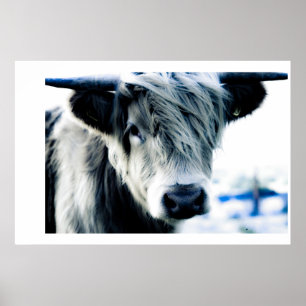 Highland Blue Poster