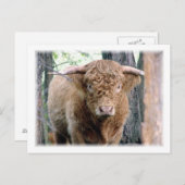 Highland Bull Briefkaart (Voorkant / Achterkant)