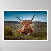 Highland Bull Lying in Grass