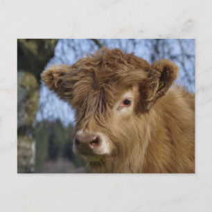 Highland Calf Briefkaart