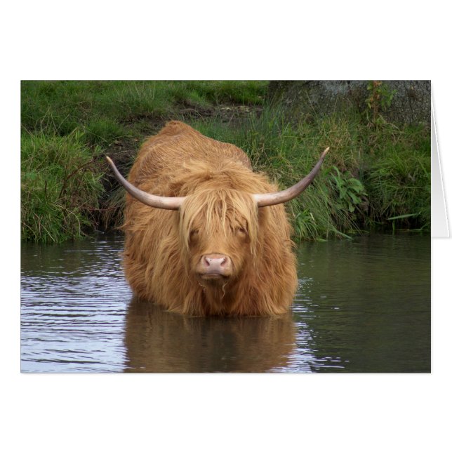 Highland Cattle (Devant horizontal)