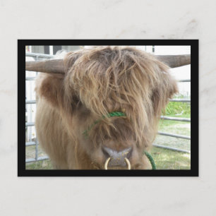 Highland Cattle Bull briefkaart