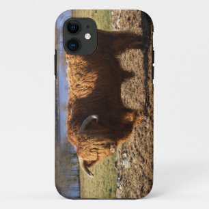 Highland Cattle Bull, Schotland iPhone 11 Hoesje