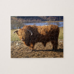 Highland Cattle Bull, Schotland Legpuzzel