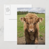 Highland Cattle calf, bij Dufftown Briefkaart (Voorkant / Achterkant)