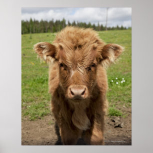 Highland Cattle calf, bij Dufftown Poster