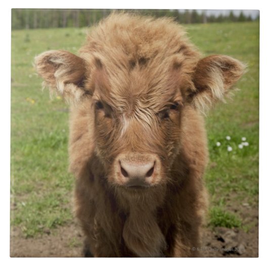 Highland Cattle calf, bij Dufftown Tegeltje (Voorkant)