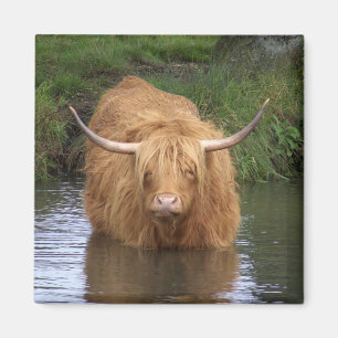 Highland Cattle Magneet