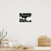 Highland Cattle Poster (Keuken)