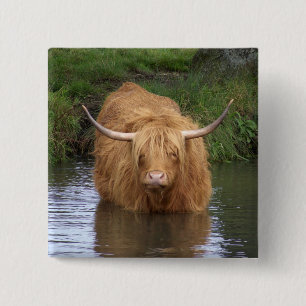 Highland Cattle Vierkante Button 5,1 Cm