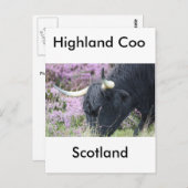 Highland Coo Briefkaart (Voorkant / Achterkant)