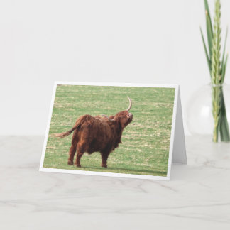 Highland cow Birthday card Bedankkaart