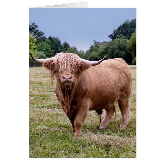 Highland Cow Card (Voorkant)