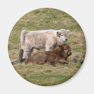 Highland Cow Magnet Magneet