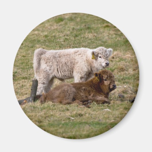 Highland Cow Magnet Magneet (Voorkant)