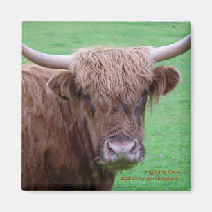 Highland Cow Magnet Magneet