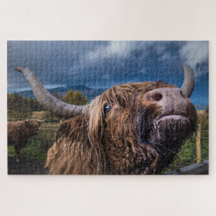 Highland Cow, Schotland Legpuzzel