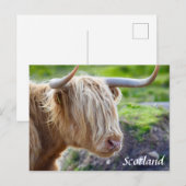 Highland Cow Scotland Briefkaart (Voorkant / Achterkant)