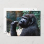 Highland Gorilla - Picking Teeth Briefkaart (Voorkant / Achterkant)