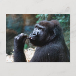 Highland Gorilla - Picking Teeth Briefkaart