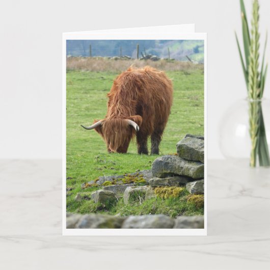 Highland koe card kaart (Voorkant)