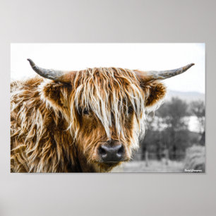 Highland Koe Coo Poster