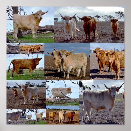 Highland Koe Foto Collage, Poster (Voorkant)