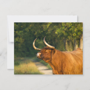 Highland koe in het bos bij zonsondergang briefkaart