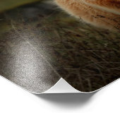 Highland Koe Isle of Mull Photo Print Foto Afdruk (Hoek)