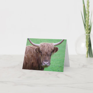 Highland Koe Kaart