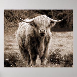  Highland Koe Schotland Rustiek Bruin monochroom  Poster