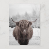 Highland Koe Scotland Rustic Boerderij Briefkaart (Voorkant)