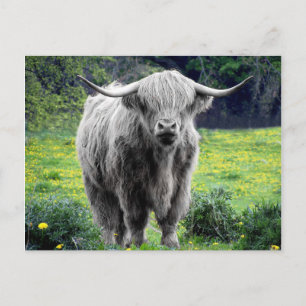 Highland Koe Scotland Rustic Briefkaart