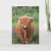 Highland koe verjaardagskaart kaart (Achterkant)