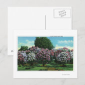 Highland Park Lilacs in Bloom Briefkaart (Voorkant / Achterkant)