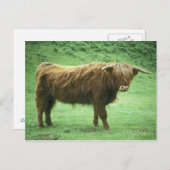 Highland Steer, Mull-eiland, Inner Briefkaart (Voorkant / Achterkant)