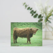 Highland Steer, Mull-eiland, Inner Briefkaart (Staand voorkant)