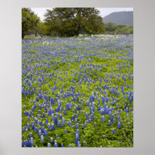Hill Country, Texas, Bluebonnets and Oak tree Poster