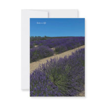 Hill of Lavender Rows