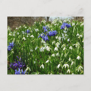 Hillside of Early Spring Flowers Landscape Briefkaart