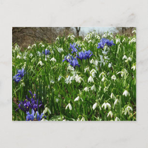 Hillside of Early Spring Flowers Landscape Briefkaart