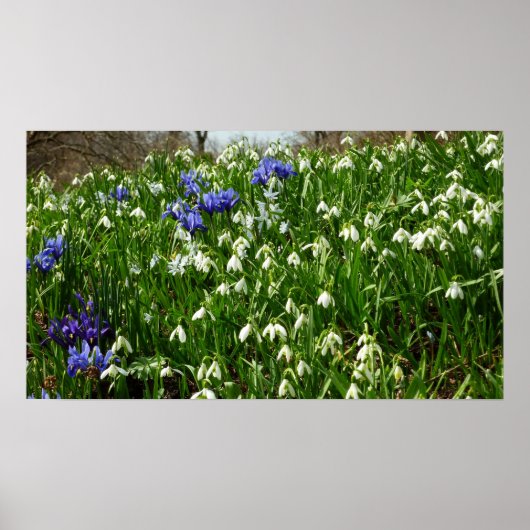 Hillside of Early Spring Flowers Landscape Poster (Voorkant)